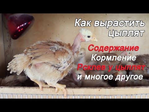 Видео: Уход и Содержание цыплят Расклев цыплят Цыплята испанка голошейка