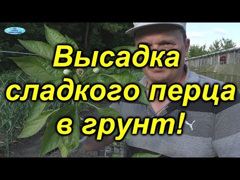 Видео: Если посадить сладкий перец ТАК, то он завалит урожаем!!!