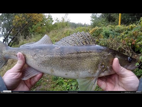 Видео: СУДАК С ПЕРВОГО ЗАБРОСА!!!   ДЖИГУЕМ НА БЕРЕЗИНЕ.