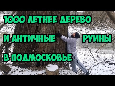 Видео: 1000 летнее дерево и античные руины в Подмосковье.