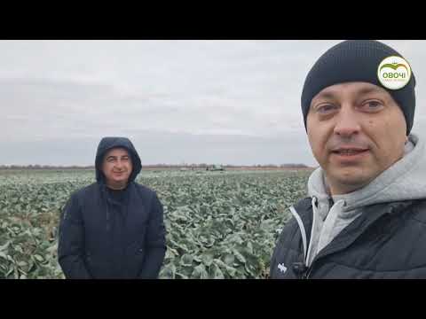 Видео: Капуста білоголова. Основні виклики та результати сезону. Інтерв'ю з фермером | Овочі.Смак успіху