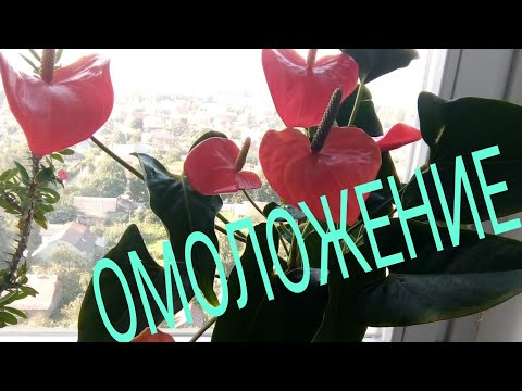 Видео: АНТУРИУМ ОМОЛОЖЕНИЕ старого куста  (размножение верхушечным черенком)/ Мои эксперименты!