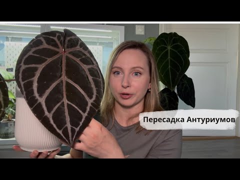 Видео: Пересадка Антуриумов// Не все пошло по плану