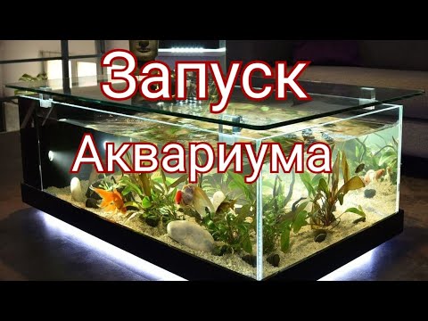 Видео: Запуск нового аквариума. Как запустить аквариум.