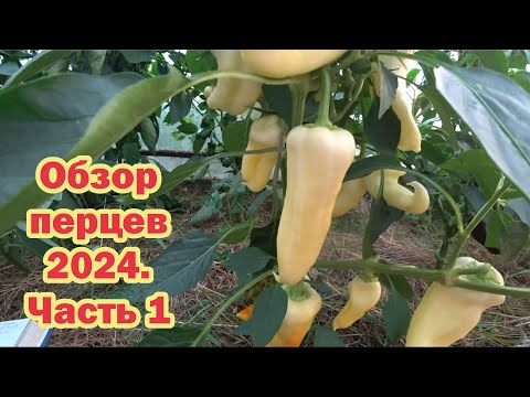 Видео: Обзор перцев - 2024. Часть 1