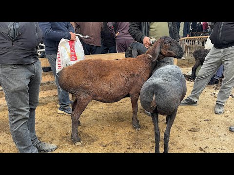 Видео: 19 октября 2025 г АНДИЖОН БАЛИКЧИ КУЙ БОЗОРИ НАРХЛАРИ ANDIJON BALIQCHI QOʻY BOZORI NARXLARI