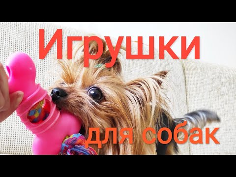Видео: Игрушки для собак