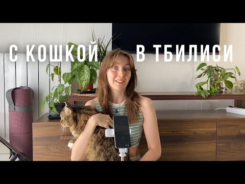 Видео: ПЕРЕЕЗД С КОШКОЙ В ТБИЛИСИ || документы, сроки, полет