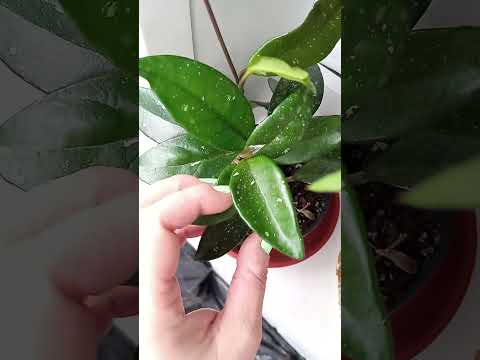 Видео: Правильный полив хойи