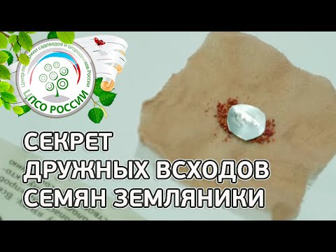 Видео: Стратификация семян земляники. Клубника, земляника из семян.