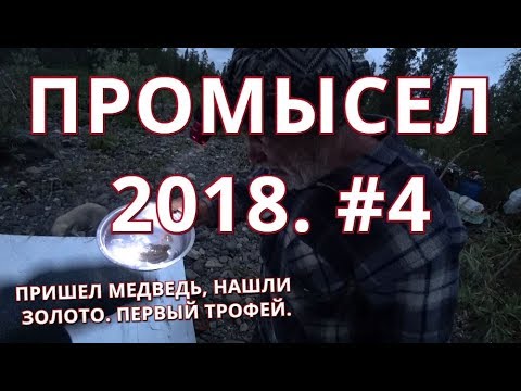 Видео: Промысел 2018. Ночью вышел медведь, стреляем. Нашли золото. Первый трофей. Как построить солонец.