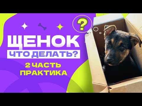 Видео: ЧТО ДЕЛАТЬ С ЩЕНКОМ, часть 2. Команды для щенка, первые упражнения. Кличка, подзыв, игра и трюки