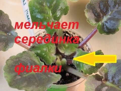 Видео: ЗАБИТЫЙ ЦЕНТР ФИАЛКИ. РАСТУТ МЕЛКИЕ ЛИСТИКИ.