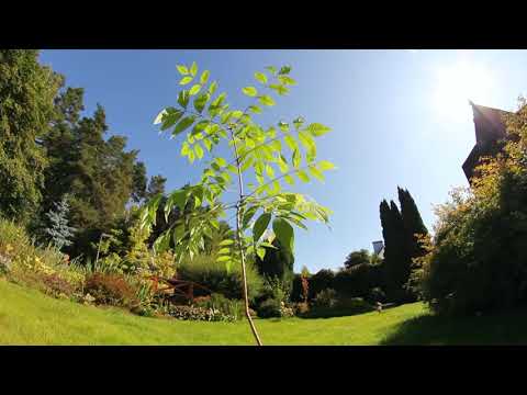 Видео: Курс: Бархат Амурский, часть 7.