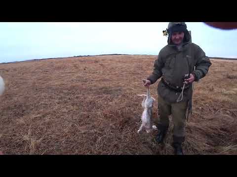 Видео: Охота на зайца сезон 2025-2026 №227