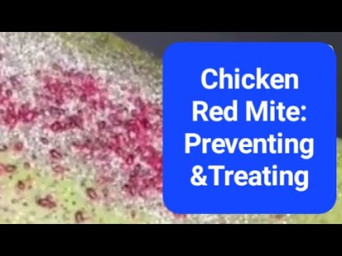 Видео: Красный клещ: как распознать, предотвратить и лечить его у кур и домашней птицы