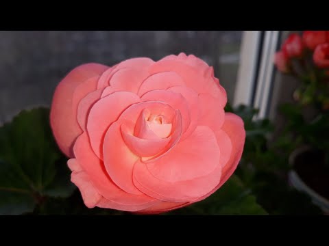 Видео: ПРИЩИПКА БЕГОНИИ С КРУПНЫМ ЦВЕТКОМ/ПЛЮСЫ И МИНУСЫ