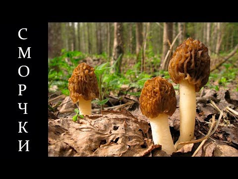 Видео: Весенние грибы сморчки - Сморчковая шапочка и её особенности
