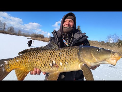 Видео: СВИНОМАТКИ НЕ ЛІЗУТЬ В ЛУНКУ , Рвуть мормишки Тріщать катушки, Трофейна рибалка на сазана