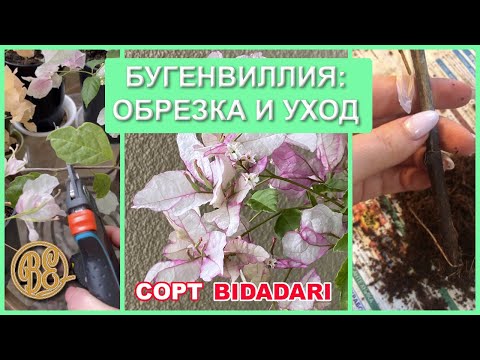 Видео: Обрезка и уход за бугенвиллией сорта Bidadari