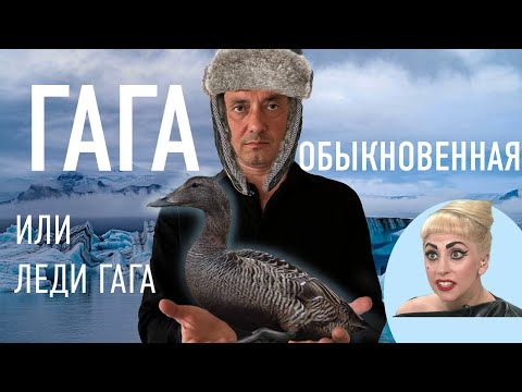 Видео: ГАГА ОБЫКНОВЕННАЯ ИЛИ ЛЕДИ ГАГА - ЗОЛОТАЯ ПТИЦА АРКТИКИ. ЧАСТЬ 1. ГАГАЧИЙ ПУХ.