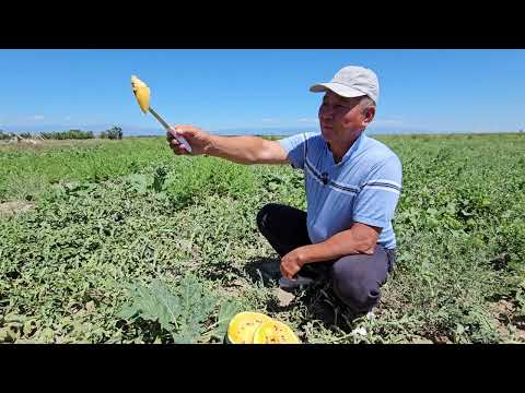 Видео: ГОЛДЕН СВИТ F1 - желтый арбуз со вкусом ананаса!