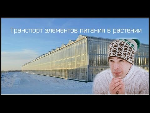 Видео: Корневое давление и транспирация
