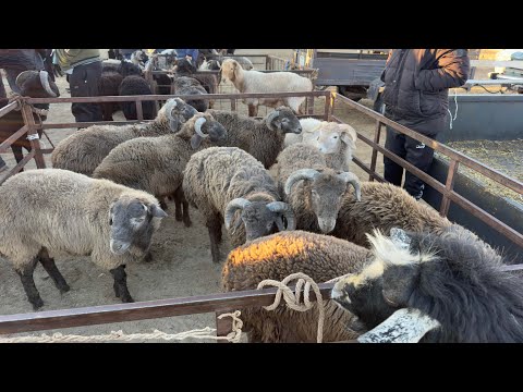 Видео: БЕРУНИЙ АБАЙ КУЙ БОЗОРИ 5 НОЯБР 2025