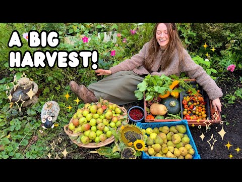Видео: Октябрь на огороде | Осенний урожай!