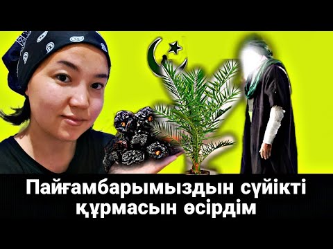 Видео: Пайғамбарымыздың  Сүйікті жемісі Ажуа  барлық аруға ем уй жағдайында қалай тез өсірдім