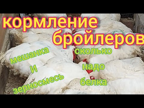 Видео: Кормление бройлеров мешанкой. Зачем соль,  дрожжи и сколько надо протеина(белка) для хорошего роста.