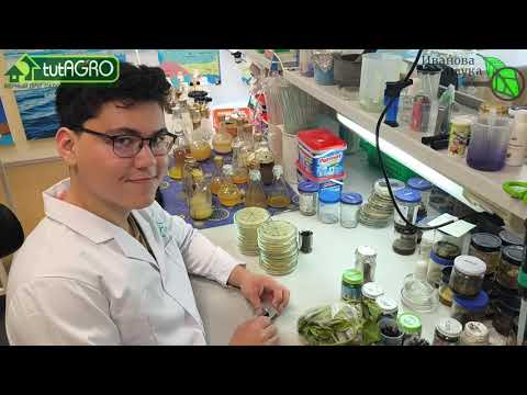 Видео: ВРАГ ТОМАТА - КЛАДОСПОРИОЗ! Вот кто уничтожит кладоспориоз в почве и на томатах! Новое спасение!