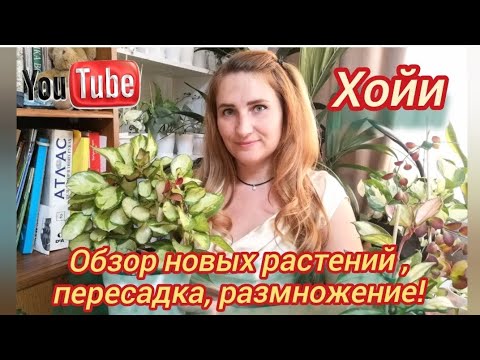 Видео: ХОЙИ: ОБЗОР моих новых ПОКУПОК , а также ПЕРЕСАДКА и РАЗМНОЖЕНИЕ!