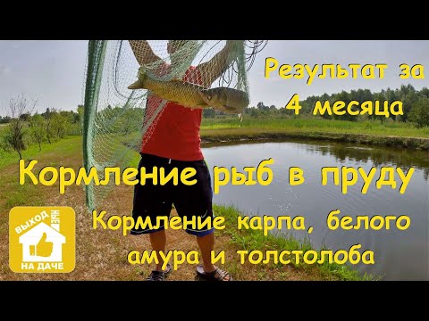 Видео: Кормление рыбы в пруду – Результат за 4 месяца - Кормление карпа, белого амура и толстолоба - Пруд.