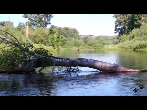 Видео: Сплав от моста до моста. Горный дуб - Кувандык.