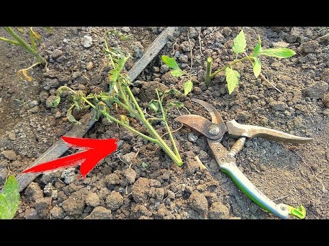 Видео: ТОМАТ ПОСЛЕ МОРОЗОВ. Спустя 3 дня.