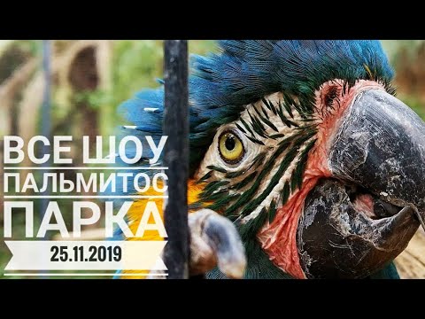 Видео: #сидимдома Гран Канария 2019. Пальмитос парк. Обзор, все шоу и сравнение с Лоро парком.