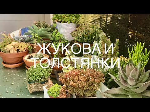 Видео: Крассулы Толстянки 2021