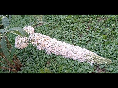 Видео: Все що знаю. Будлея Давида, або мінлива (Buddleja davidii)