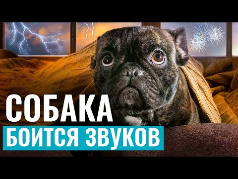 Видео: СОБАКА БОИТСЯ громких звуков? Как помочь собаке справиться со страхом салюта и грозы?