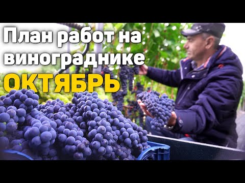 Видео: План работ на винограднике - ОКТЯБРЬ 🍁 2025