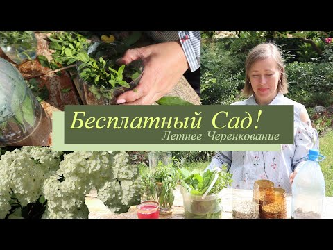 Видео: Где взять бесплатные растения? Летнее черенкование роз, гортензий, мяты, самшита, шалфея