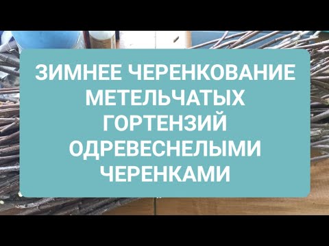 Видео: Зимнее черенкование метельчатых гортензий одревеснелыми черенками.