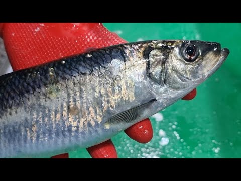 Видео: Корейская уличная еда - сельдь сашими