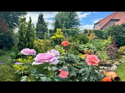 Видео: Розы Tantau в моём саду. Обзор новых приобретений . Rosen Tantau in meinem Garten