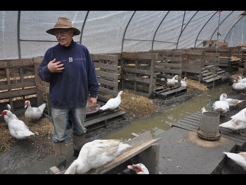 Видео: Уйда кушимча пул топиш Утка бизнеси