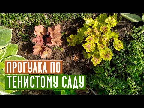 Видео: Лучшие растения для тени 💥 Прогулка по моему саду / Садовый гид