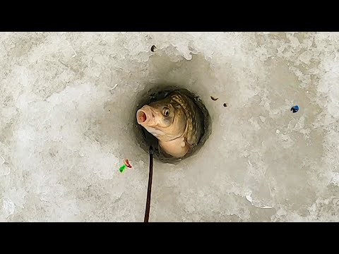 Видео: ЗАКОРМИЛ ЛУНКИ И ПОНЕСЛОСЬ!!! КАРАСИ-ГИБРИДЫ СНОВА ЗАГИБАЮТ КИВКИ. Рыбалка на карася.fishing.