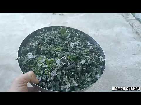 Видео: Чай из листа малины! Рецепт приготовления! Дегустация!