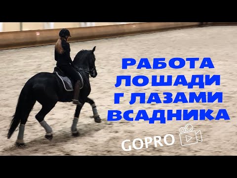 Видео: Работа лошади глазами всадника (GoPro) / Ната Кони
